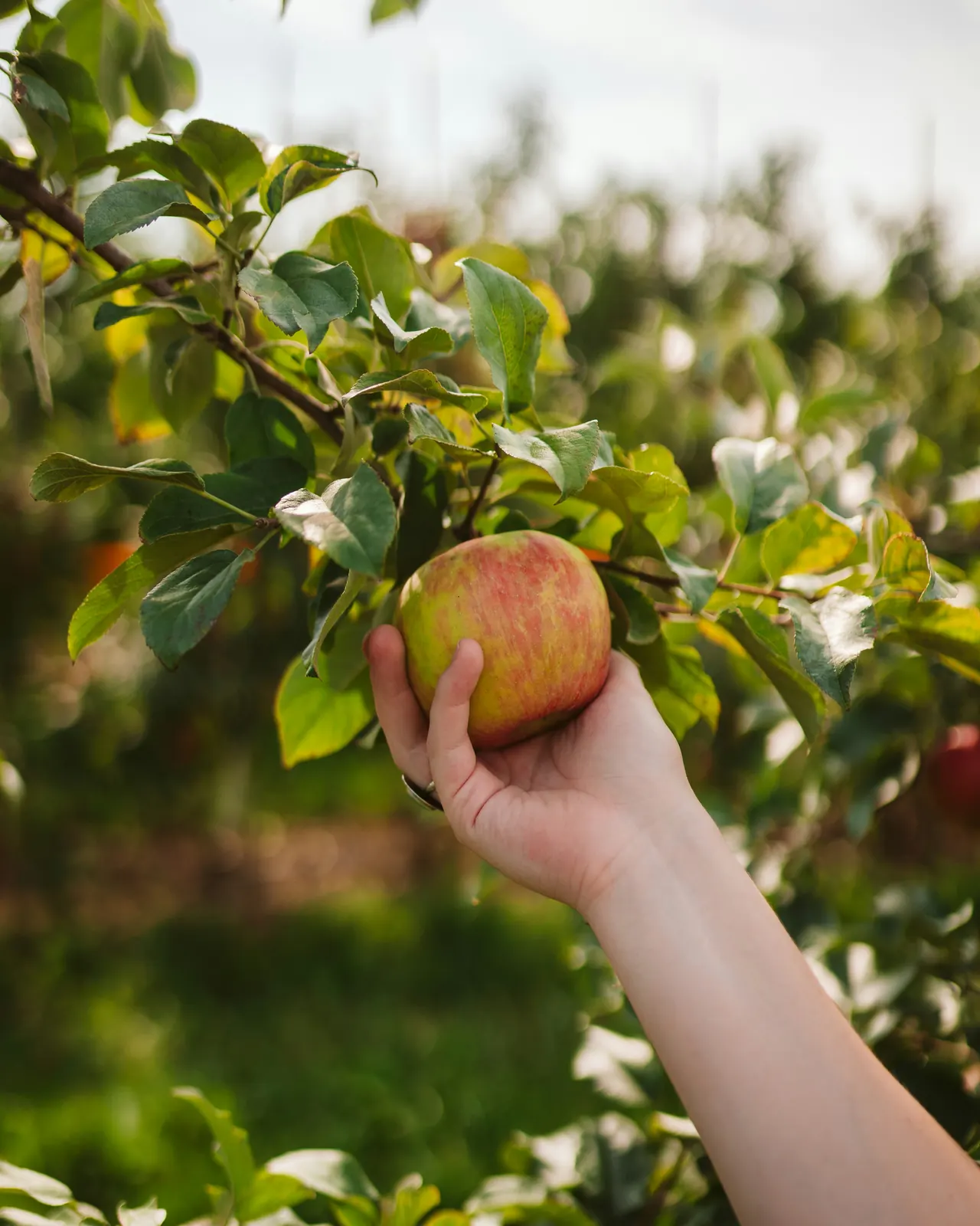 Fruit Picking & Margate Beach from LONDON